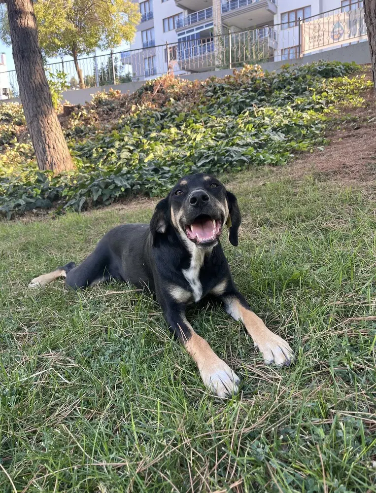 Zephyr Denizli Turkey Dg - Hound