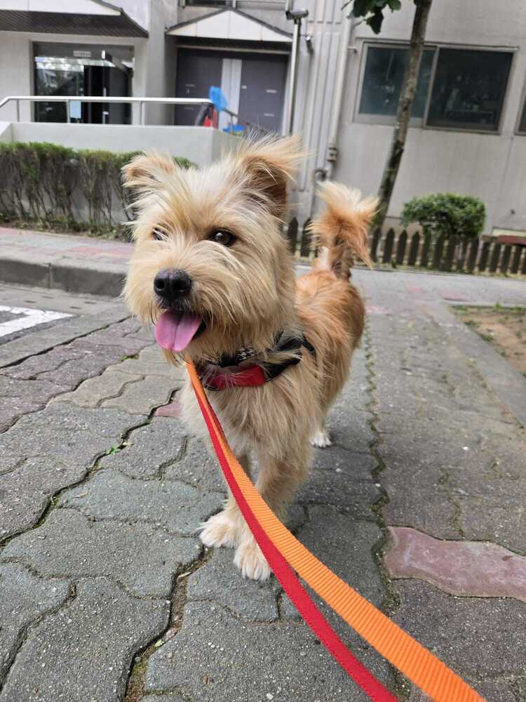 Mozzi Korea Lp - Terrier