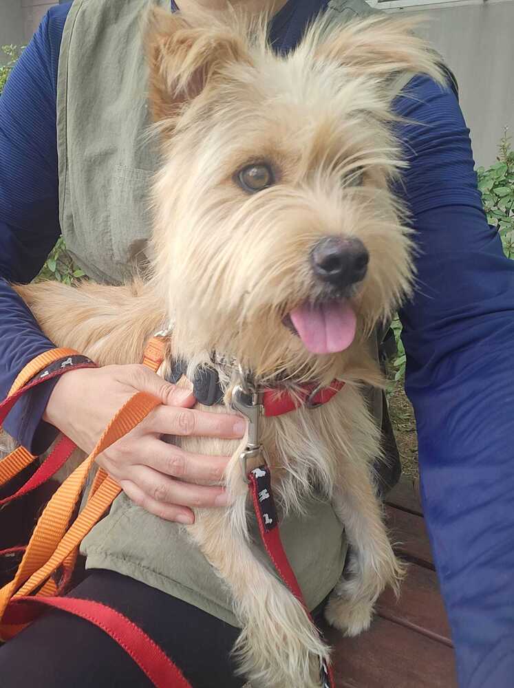Mozzi Korea Lp - Terrier