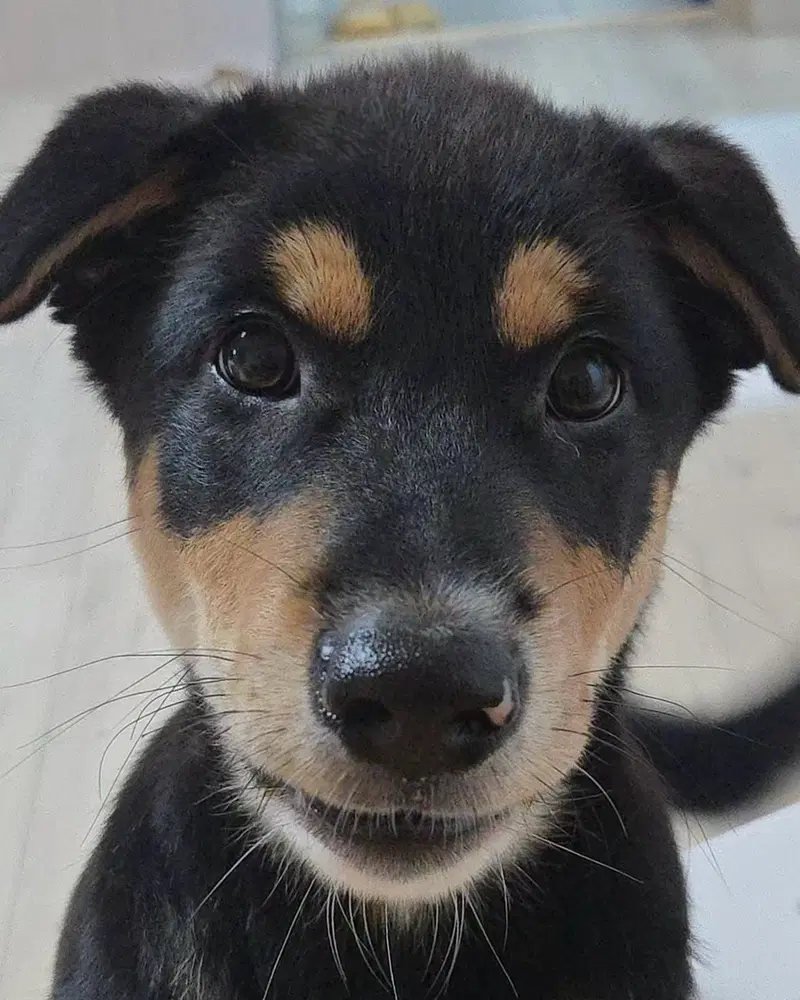 Tochi - Jindo (Korean)