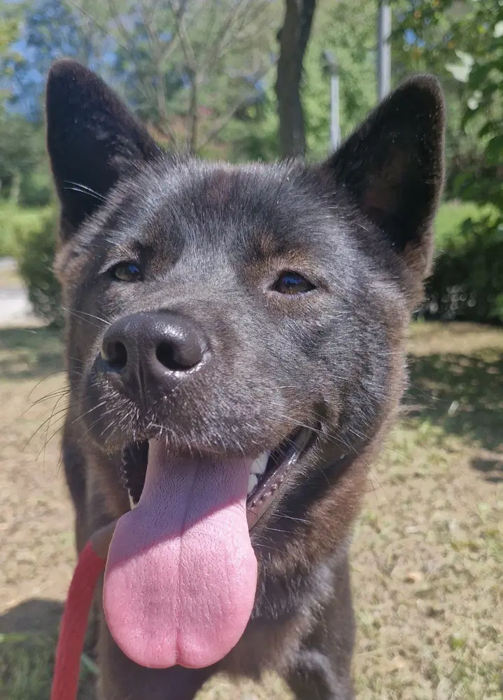 Reina S Korea Hz - Jindo (Korean)