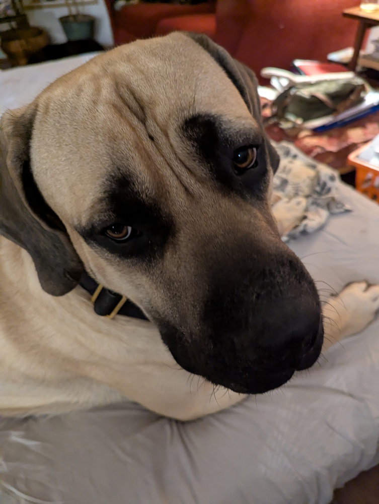 Bruce the Mastiff (Courtesy Post), Mastiff