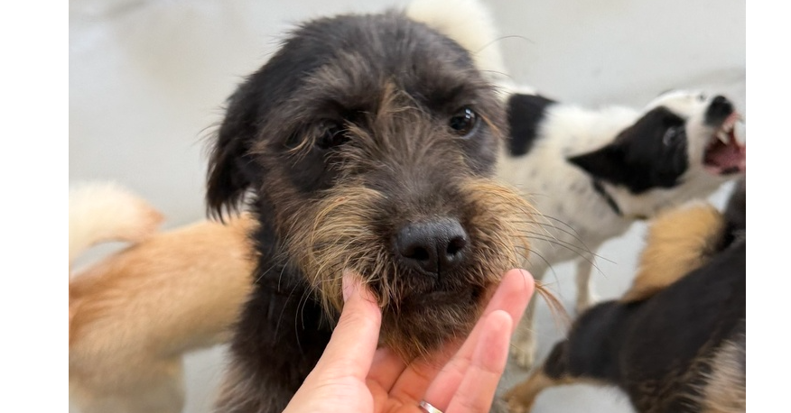 Noni (Korea) lp, Terrier