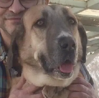 Sweet Mid -East Yo - Golden Retriever