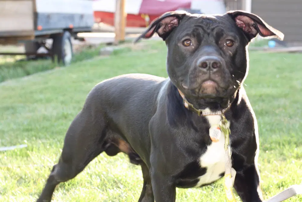 Charlie - Kelowna Bc - Sf image 3