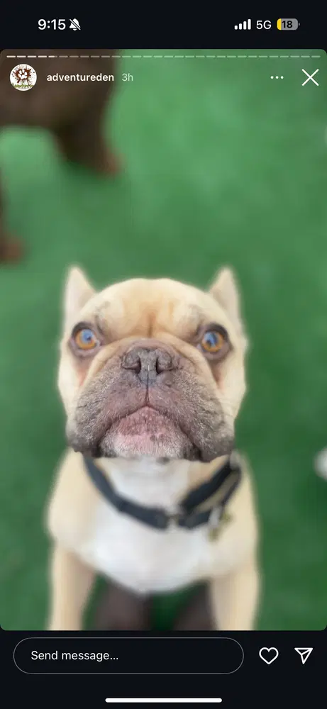 Drako Courtesy Post - French Bulldog