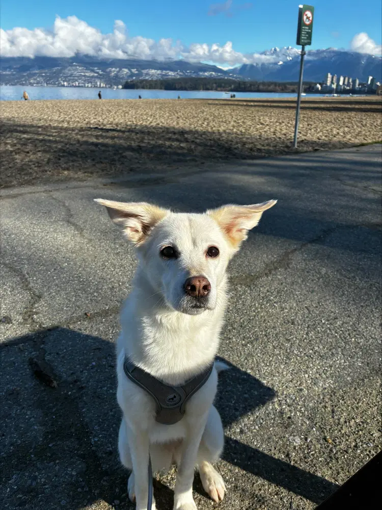 Elsa Courtesy Post - Local image 2