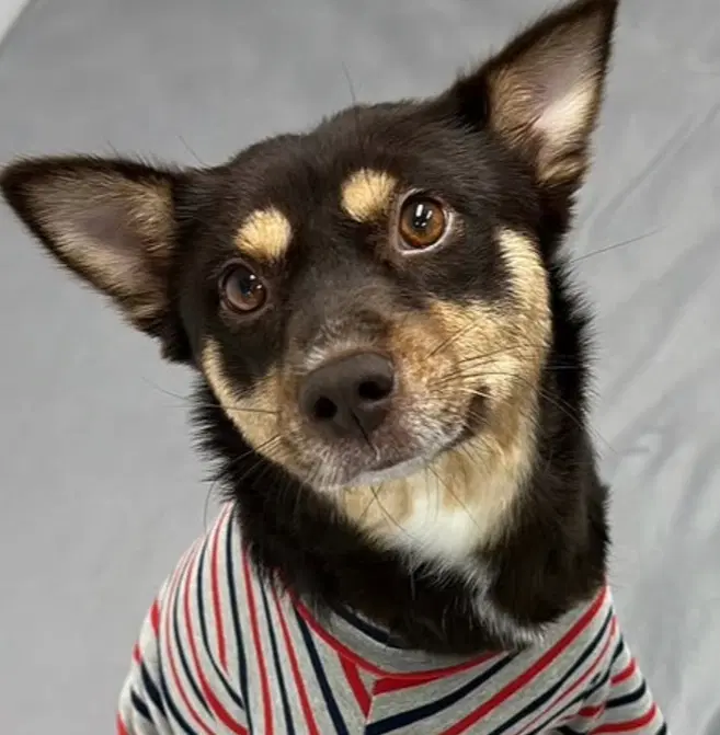 Hongcha S Korea As - Jindo (Korean)