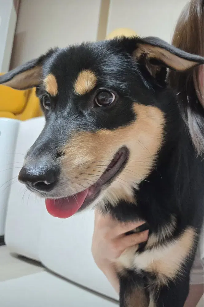 Tochi - Jindo (Korean)