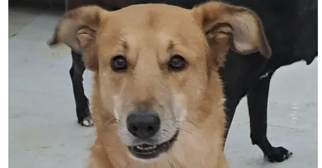 Clancey Mid East Kt - Tripaw - Golden Retriever
