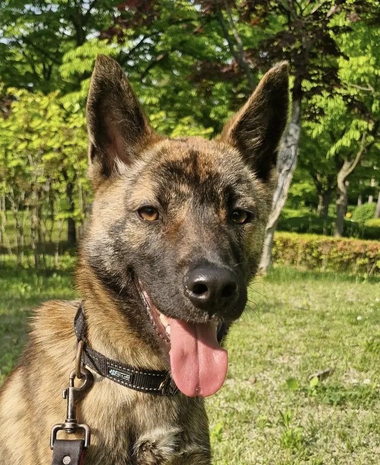 Weasley S Korea Hz - Jindo (Korean)