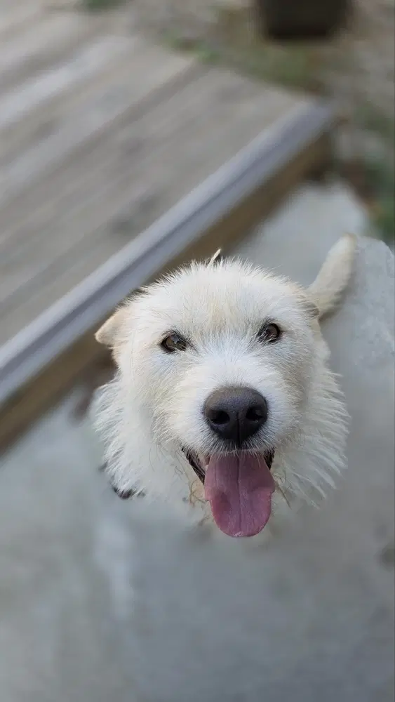 Rae Korea Lp - Terrier