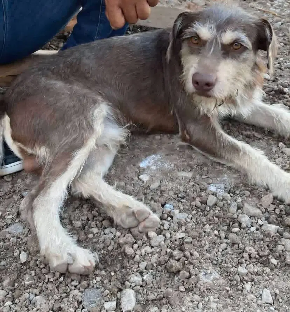 Jershey Calif Ky - Terrier