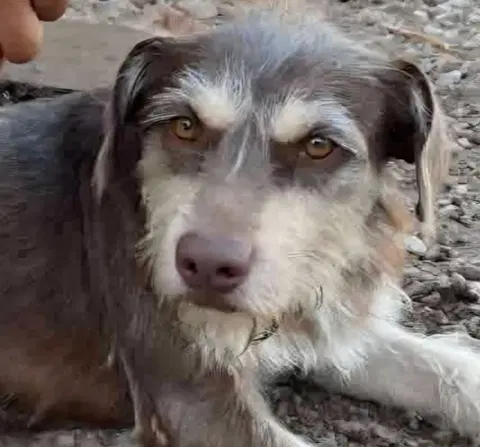 Jershey Calif Ky - Terrier