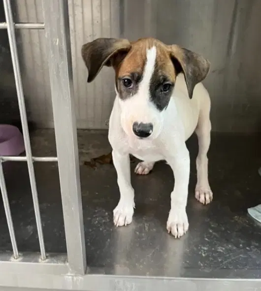 Cassie Calif Ky - Jack Russell Terrier