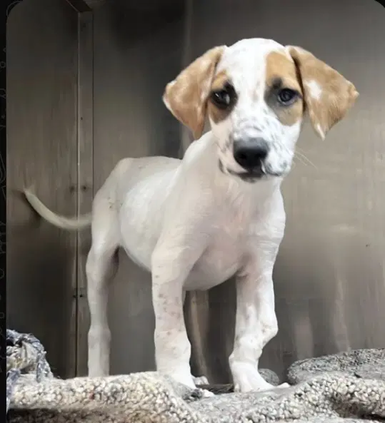 Ammy Calif Ky - Jack Russell Terrier