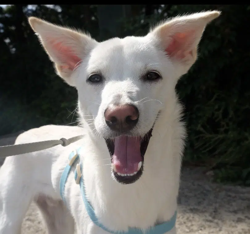 Linus S Korea Hz - Jindo (Korean)
