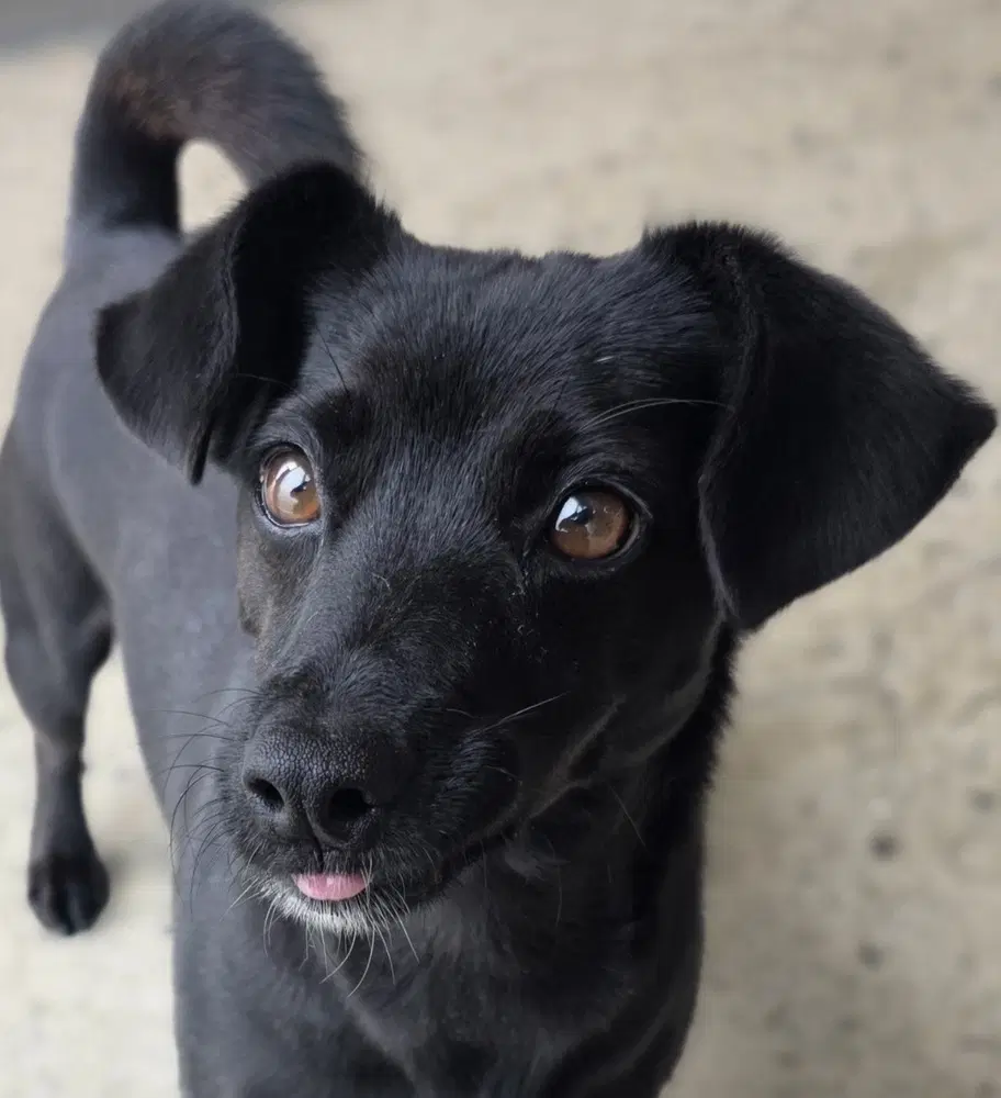Cordelia S Korea Hz - Dachshund