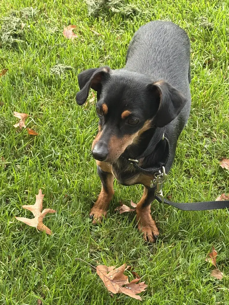 Rupert - Local - Ky image 2