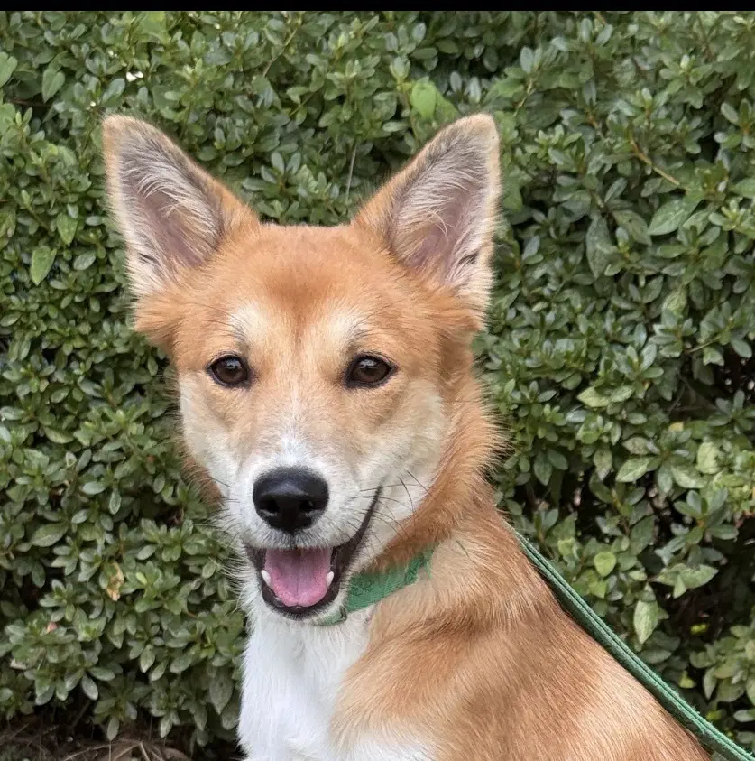 Tiramisu S Korea Hz - Jindo (Korean)