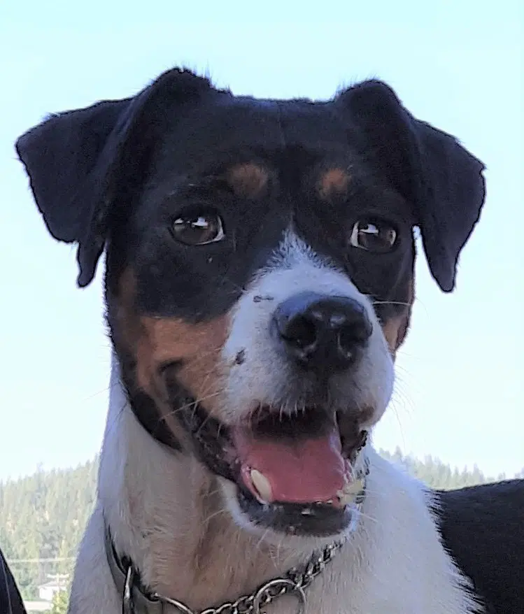 Moe Local - Jack Russell Terrier