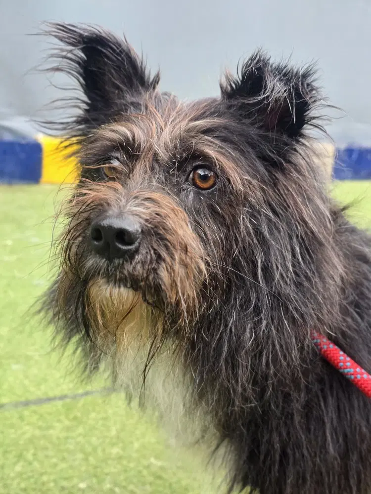 Tia Korea Lp - Terrier