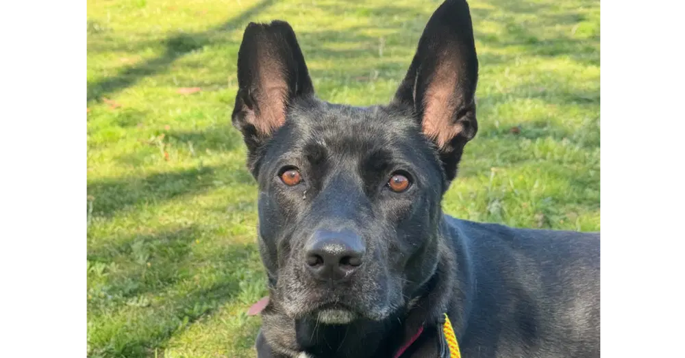 Sheila Courtesy Post - German Shepherd Dog