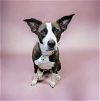 adoptable Dog in rockville, MD named CITRA