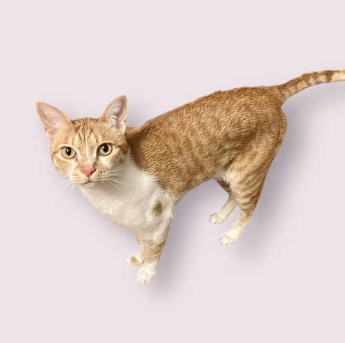 picture of the cat needing adoption