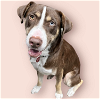 adoptable Dog in rockville, MD named CANELO
