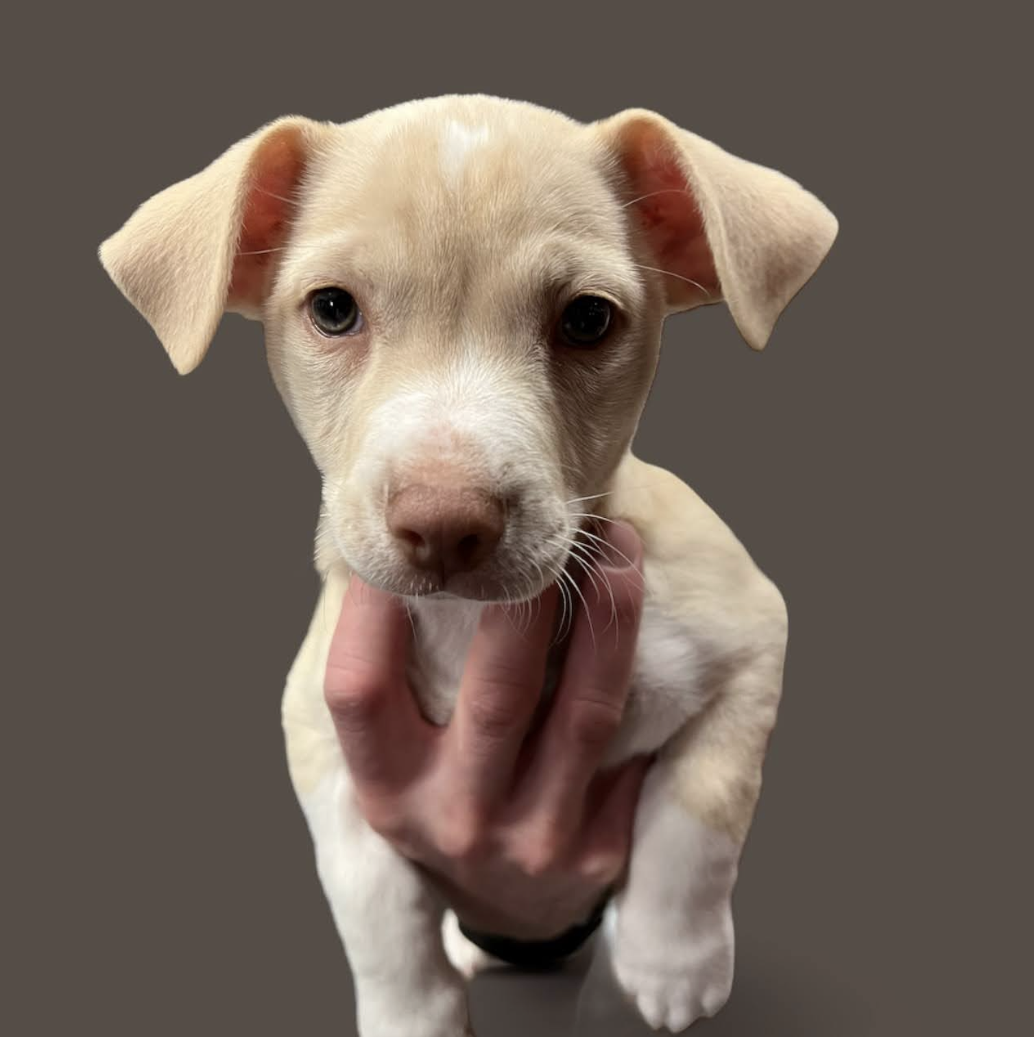 LOVER LITTER: CASANOVA