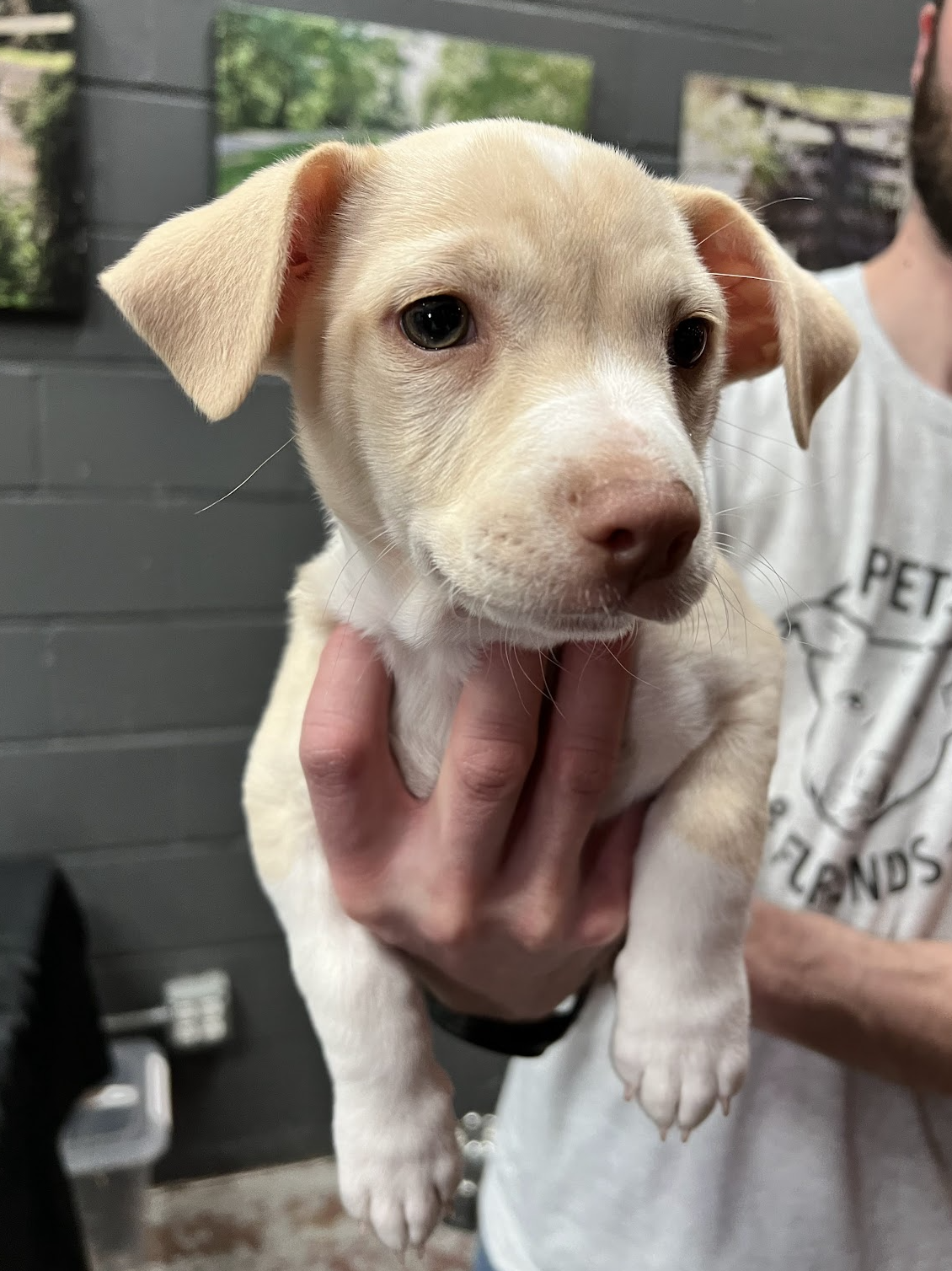 LOVER LITTER: CASANOVA