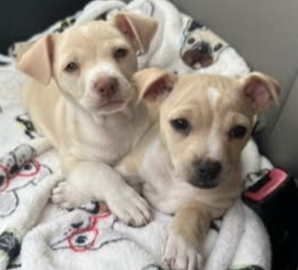 LOVER LITTER: CASANOVA
