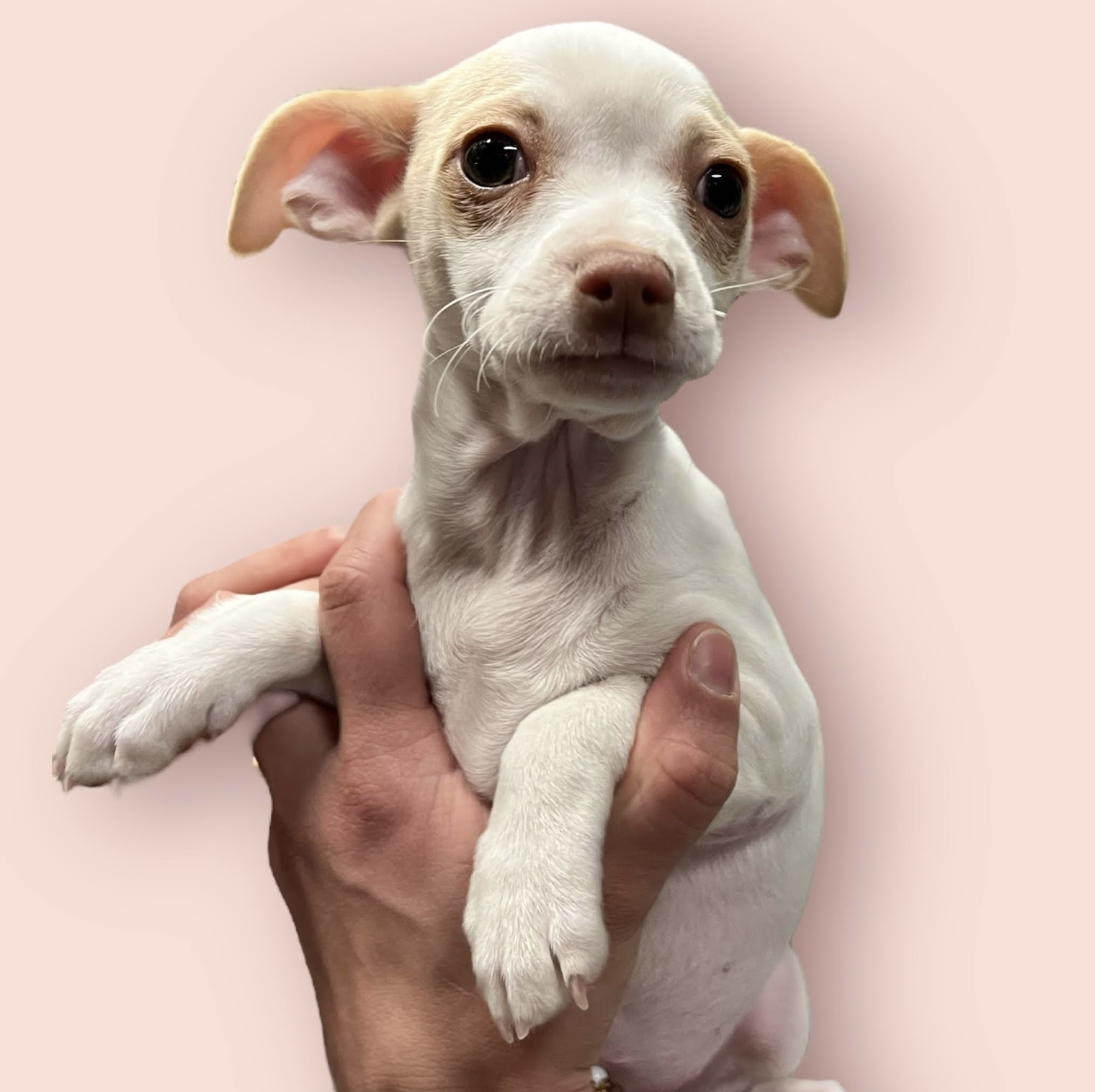 LOVER LITTER: VALENTINE