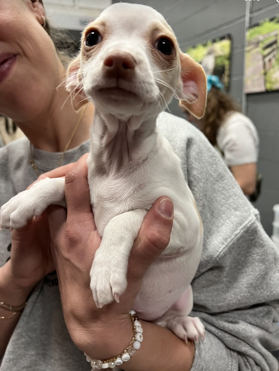 LOVER LITTER: VALENTINE