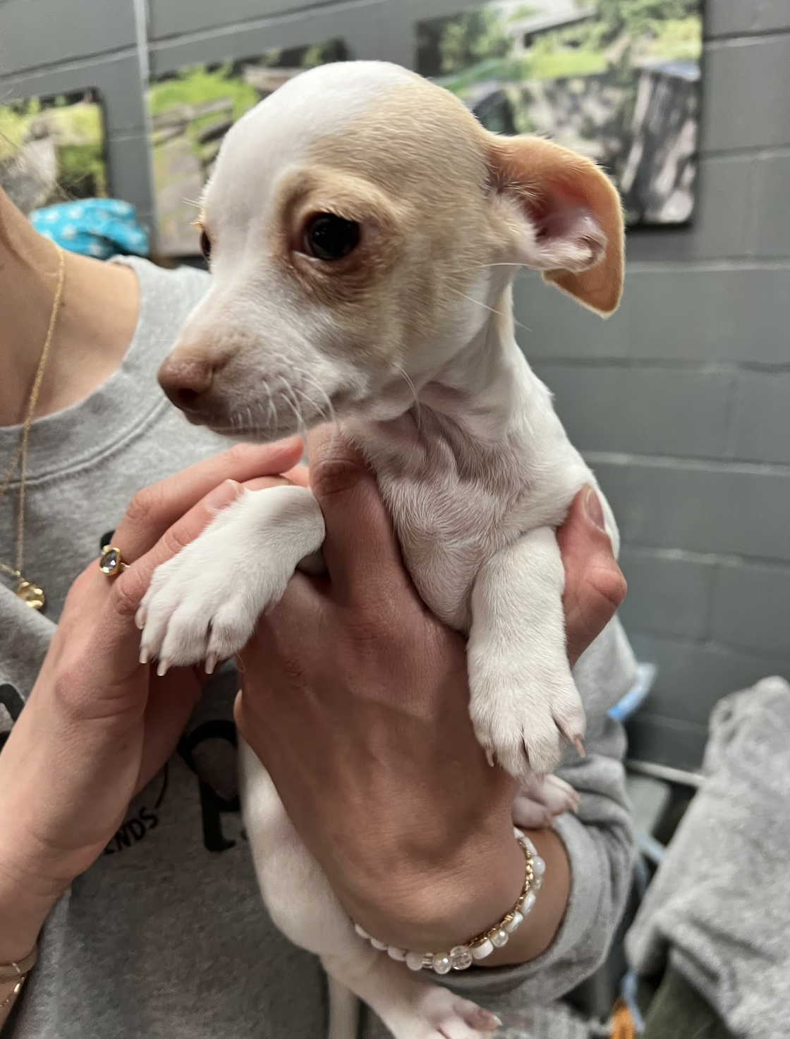 LOVER LITTER: VALENTINE
