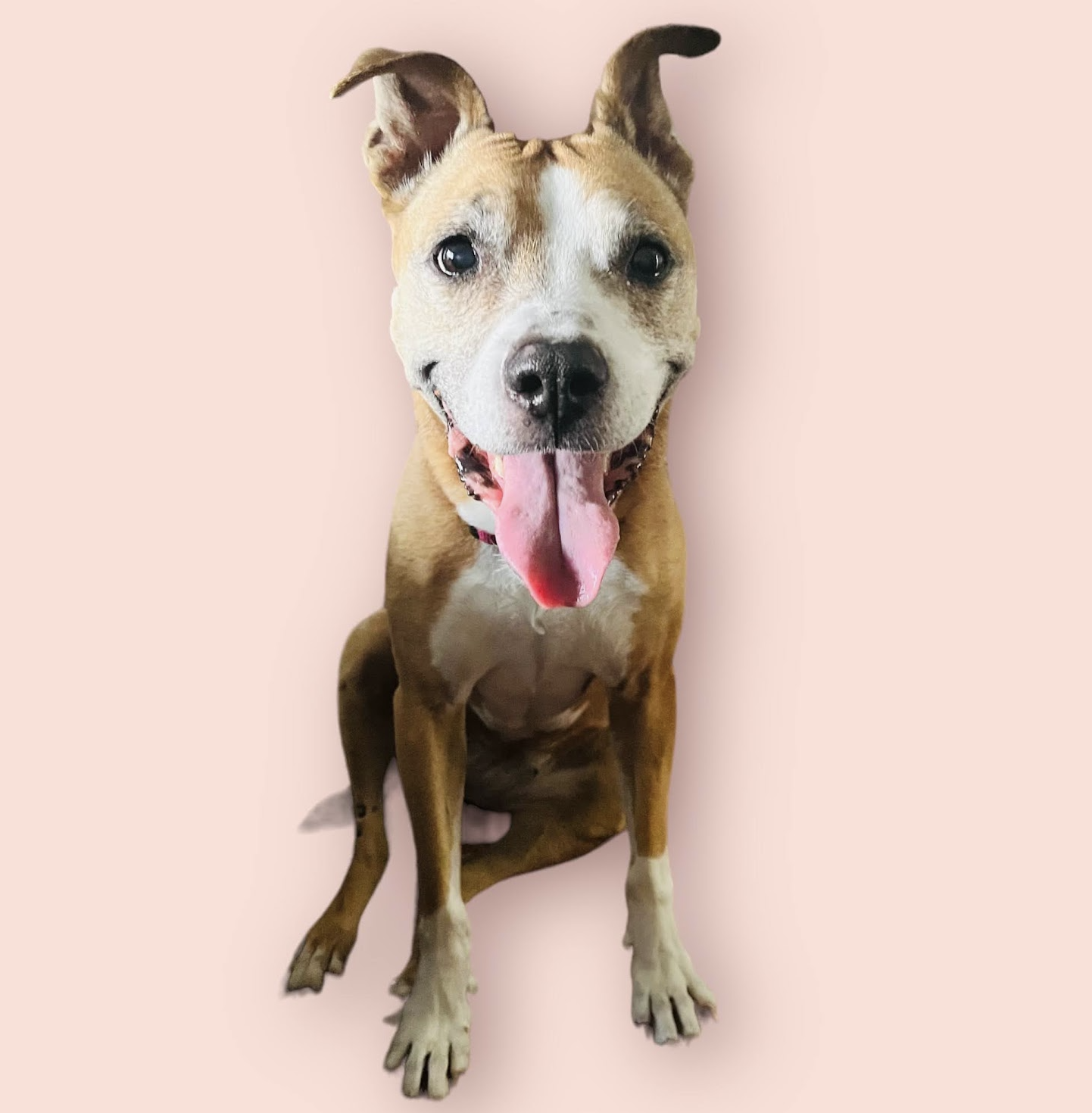 adoptable Dog in Rockville, MD named LAYLA