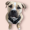 adoptable Dog in  named SHAQ