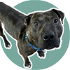 adoptable Dog in rockville, MD named EZRA