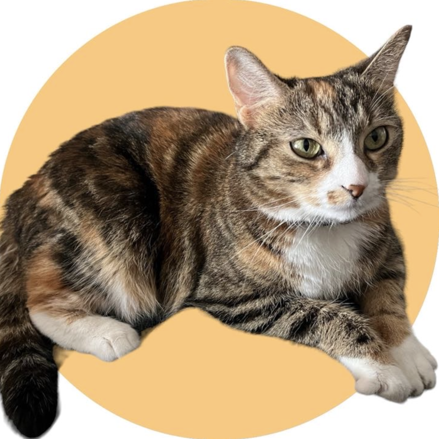 adoptable Cat in Rockville, MD named HOLLY