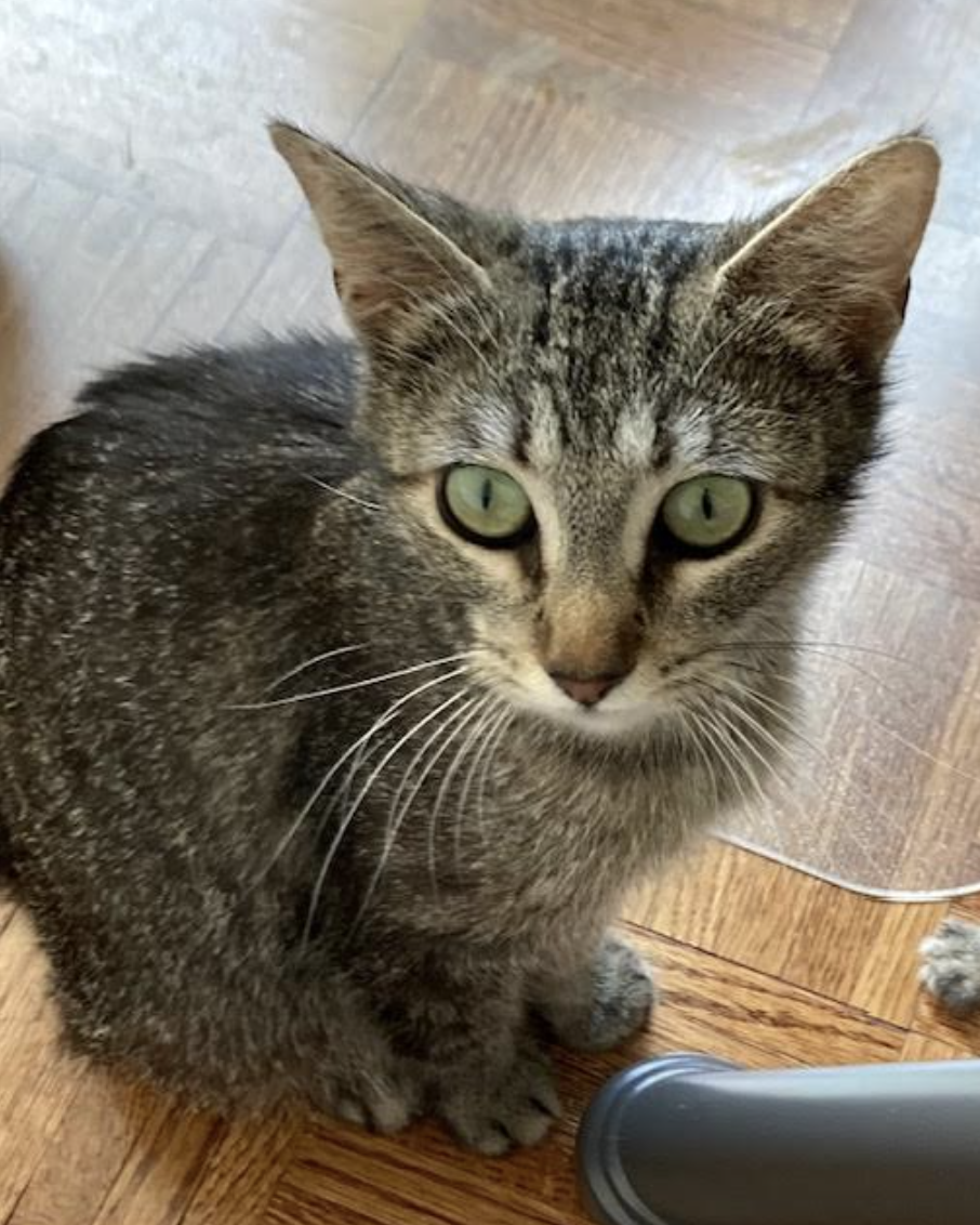 adoptable Cat in Rockville, MD named MOMMA EMMA