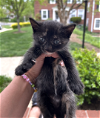 adoptable Cat in rockville, MD named COOKIE