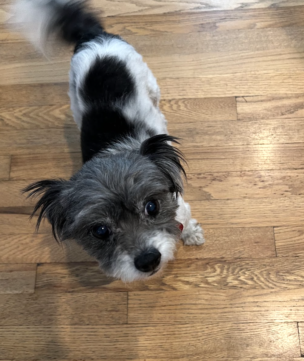 Dog for Adoption - GRACIE, a Poodle (Miniature) in Waldorf, MD | Alpha Paw