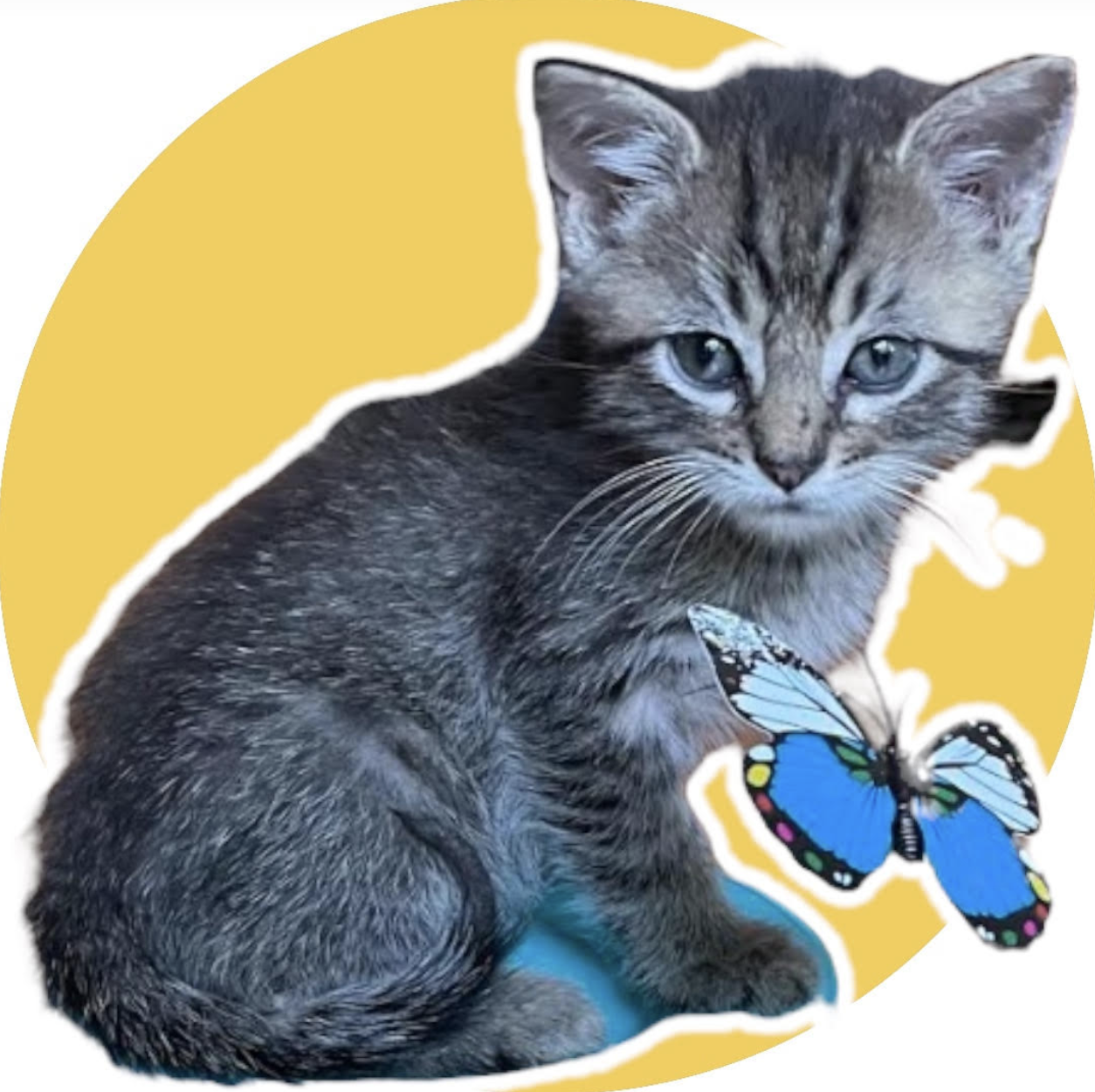 adoptable Cat in Rockville, MD named BERRY LITTER: CRANBERRY