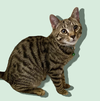 adoptable Cat in Rockville, MD named BERRY LITTER: CRANBERRY