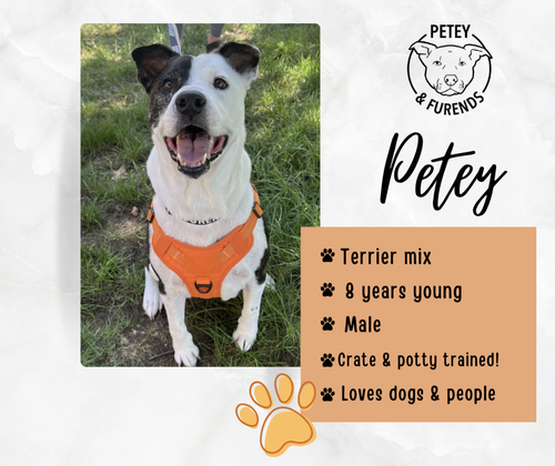 PETEY - Terrier available for adoption