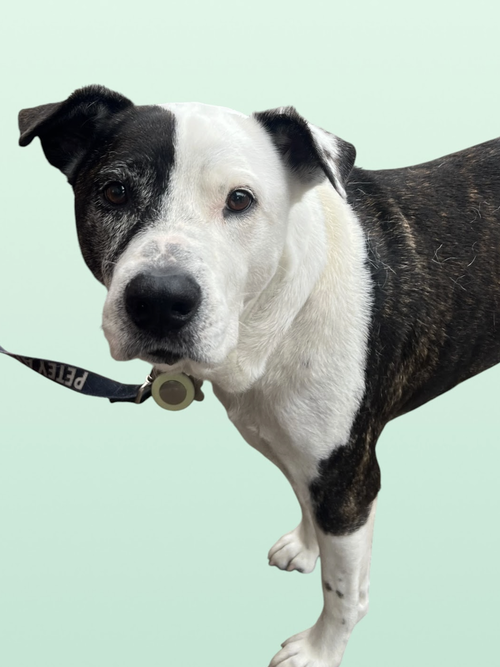 PETEY, an adoptable Terrier in Rockville, MD