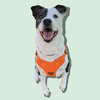 PETEY - Photo 5