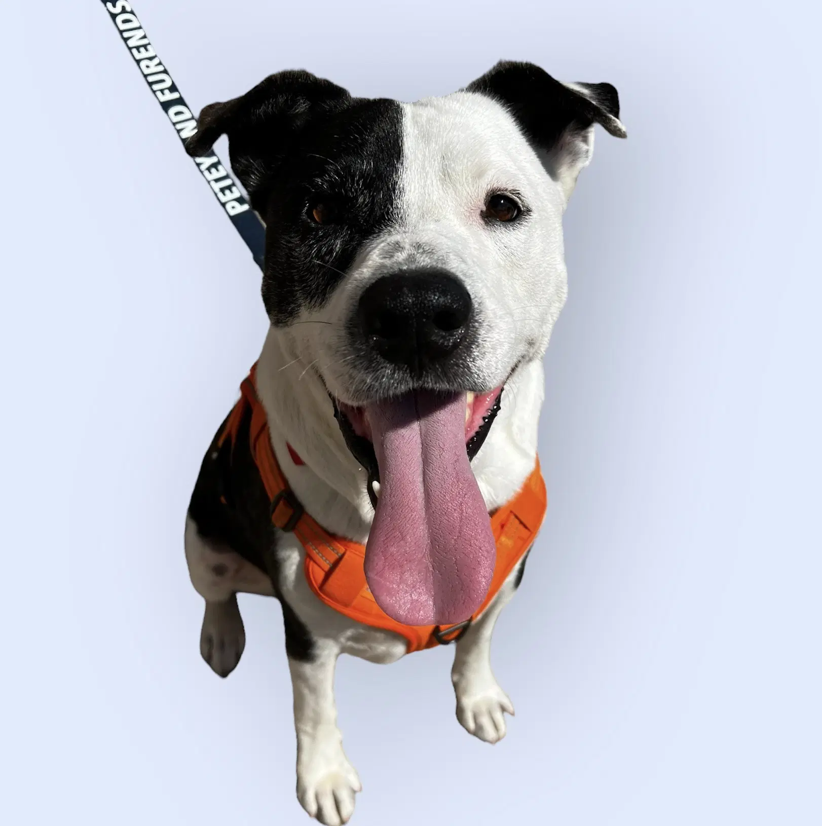Petey image 2