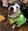 PETEY - Photo 4